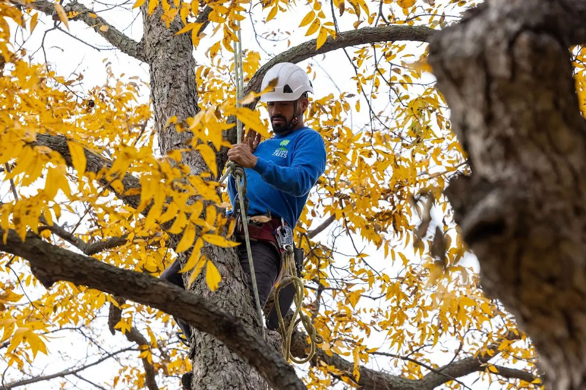 Skilled Tree Pruning crew working in Massena